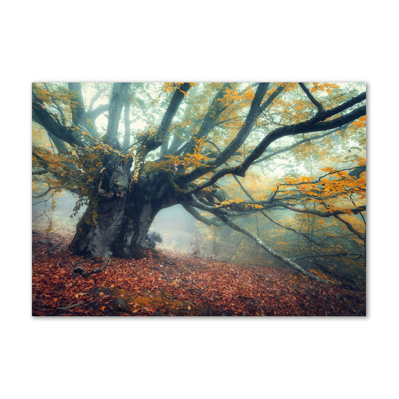 Old Tree - Wrapped Canvas Print
