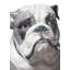 Bulldog with Lollipop Figurine