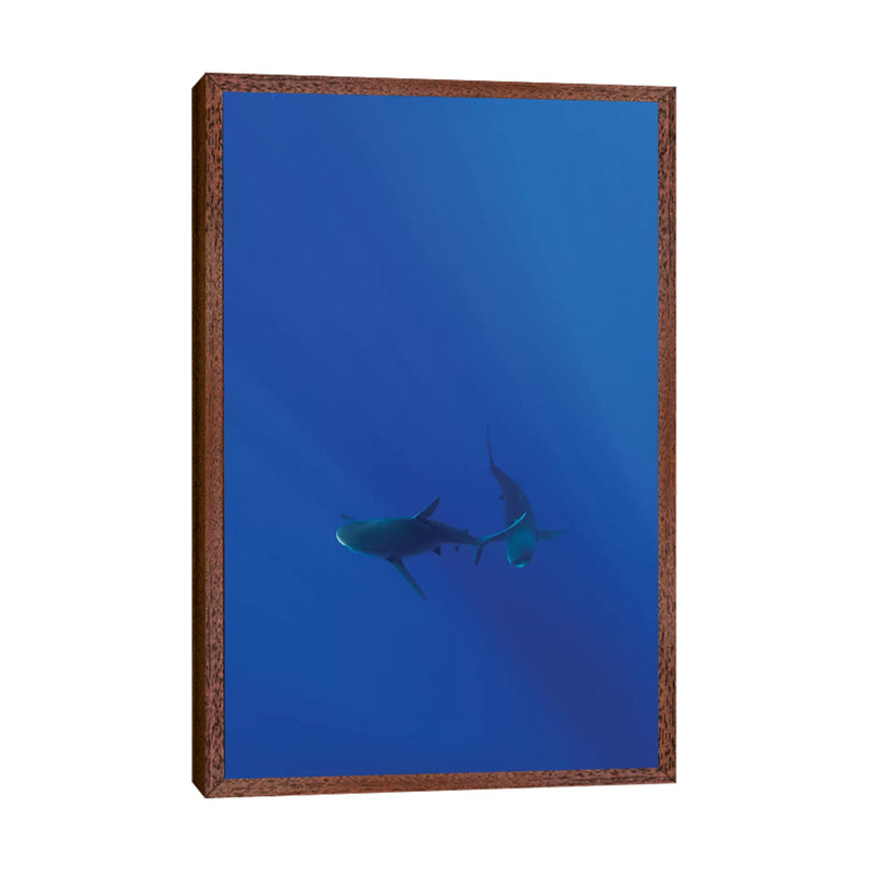 Hawaiian Shark VIII by Bethany Young - Print on Canvas, Classic Brown Wood Framed, 101.6cm H x 66.04cm W x 3.81cm D