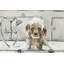 Bubble Bath Puppy by Eyre Tarney - Wrapped Canvas Painting-1428640746