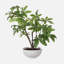 Arbre zoelle