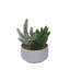Faux Cactus Succulent in Pot