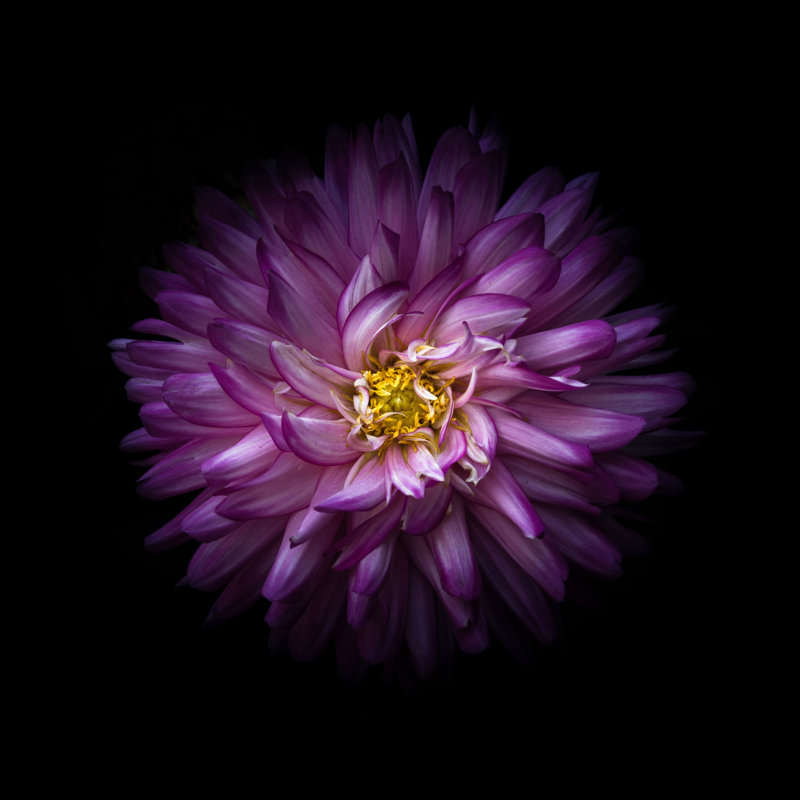 Purple Mum by Brian Carson - Wrapped Canvas Art Prints, 30cm H x 30cm W 