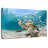Fish School And Turtle-108841966