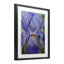 «Blooming Purple Iris Petals», reproduction sous verre encadrée, design par Violeta Vollmer