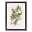 Black-Poll Warbler Birds by John James Audubon - Picture Frame Art Print-55512590-55512588