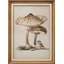 Illustration rétro d'un champignon et d'un oiseau-1992186961-1992186963