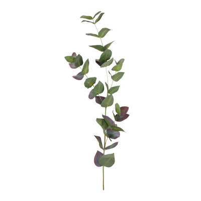 Branche d'eucalyptus