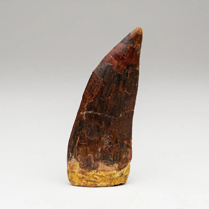 Carcharodontosaurus Tooth From Tegana Formation, North Africa