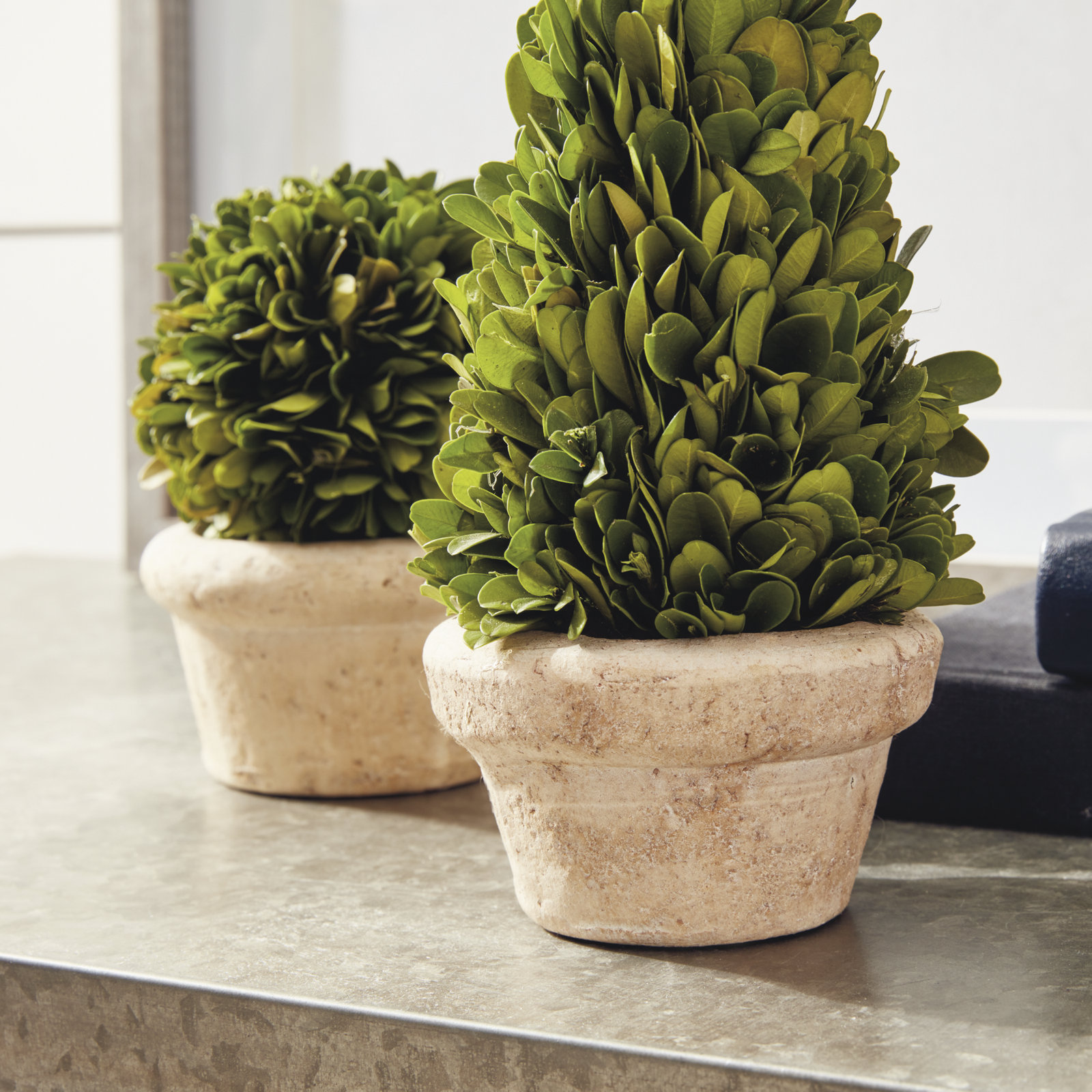Alby Boxwood Topiary in Pot
