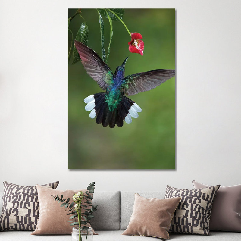 Caribbean, Costa Rica. Violet Sabrewing Hummingbird Feeding by Jaynes Gallery - Wrapped Canvas Print, 152.5 cm H x 101.5 cm W
