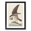 Osprey by John Audubon - Framed Print-55577948-55577952