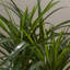129.54cm Faux Palm Tree in Pot