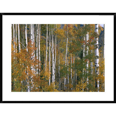 " Aspen Trees In Fall Colors, Lost Lake, Gunnison National Forest, Colorado " by Tim Fitzharris