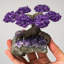 Small Amethyst Clustered Gemstone Tree on Amethyst Matrix (The Protection Tree)