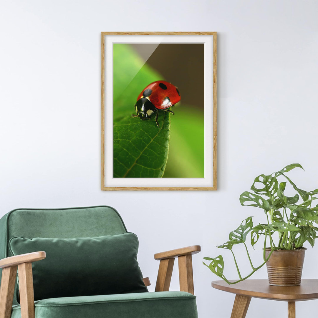 Gerahmter Fotodruck Ladybird