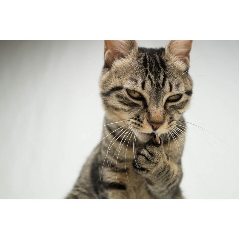 Chat - Photographie sur toile tendue, H 8 po x l 12 po