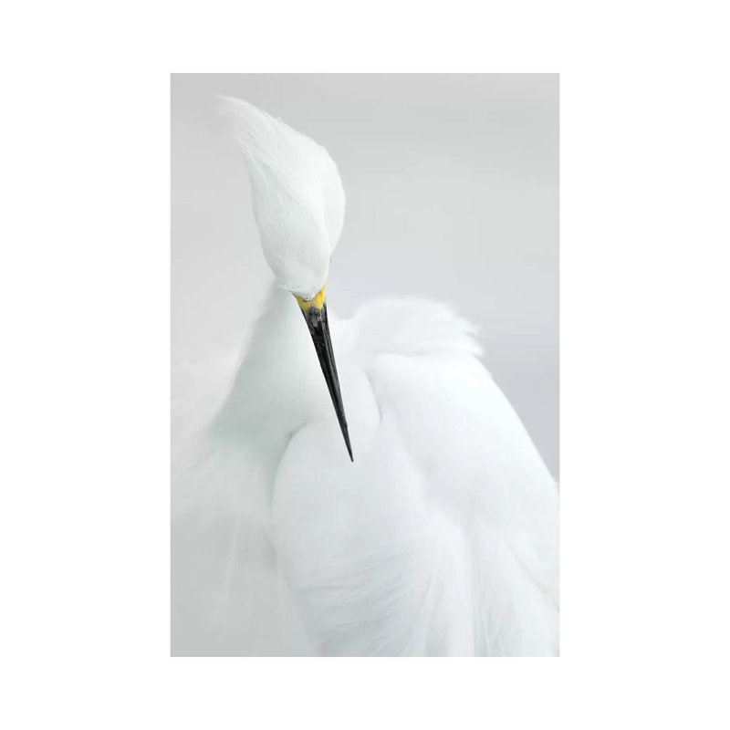 White Beauty by Rostislav Kralik - Wrapped Canvas Gallery-Wrapped Canvas Giclée, 20.32 cm H x 30.48 cm W