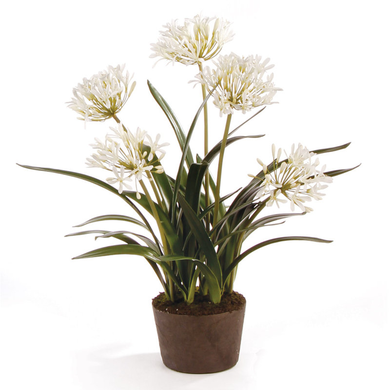 Conservatory Agapanthus Drop in Plant, 29" H x 8" W x 8" D
