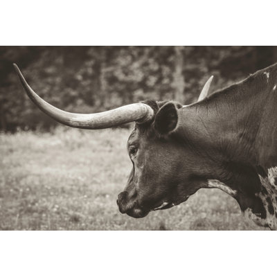 Longhorn Evening Sepia by Nathan Larson