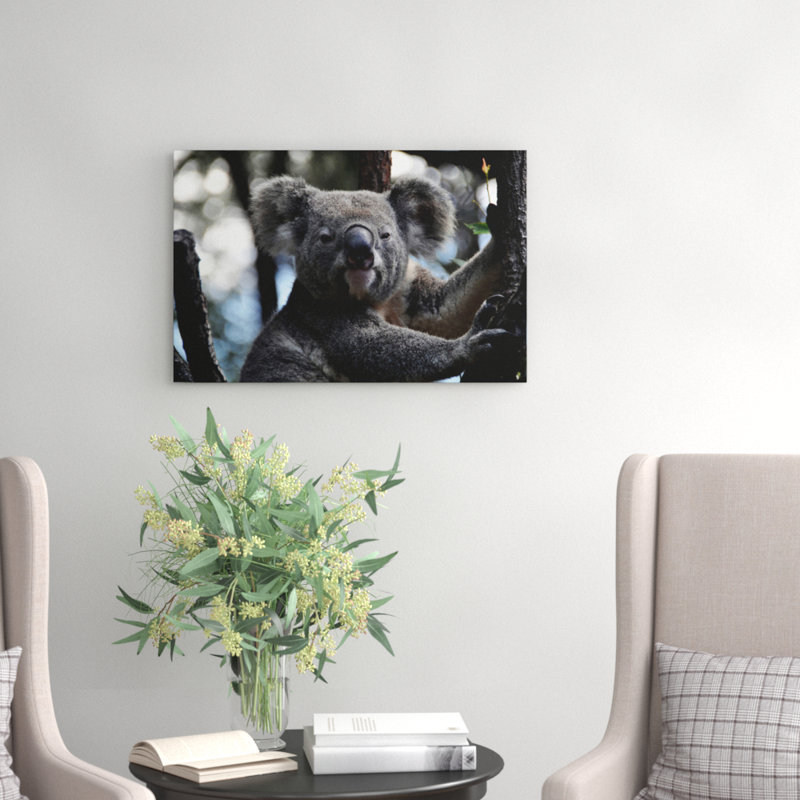 Koala Bear Photographic - Wrapped Canvas, 50cm H x 76cm W