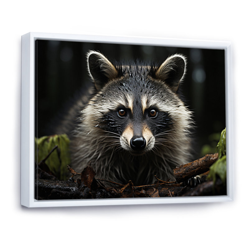 Curious Raccoon II sur impression sur toile, Cadre flottant blanc, H 16 po x l 32 po x P 1 po