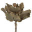 14'' Plant