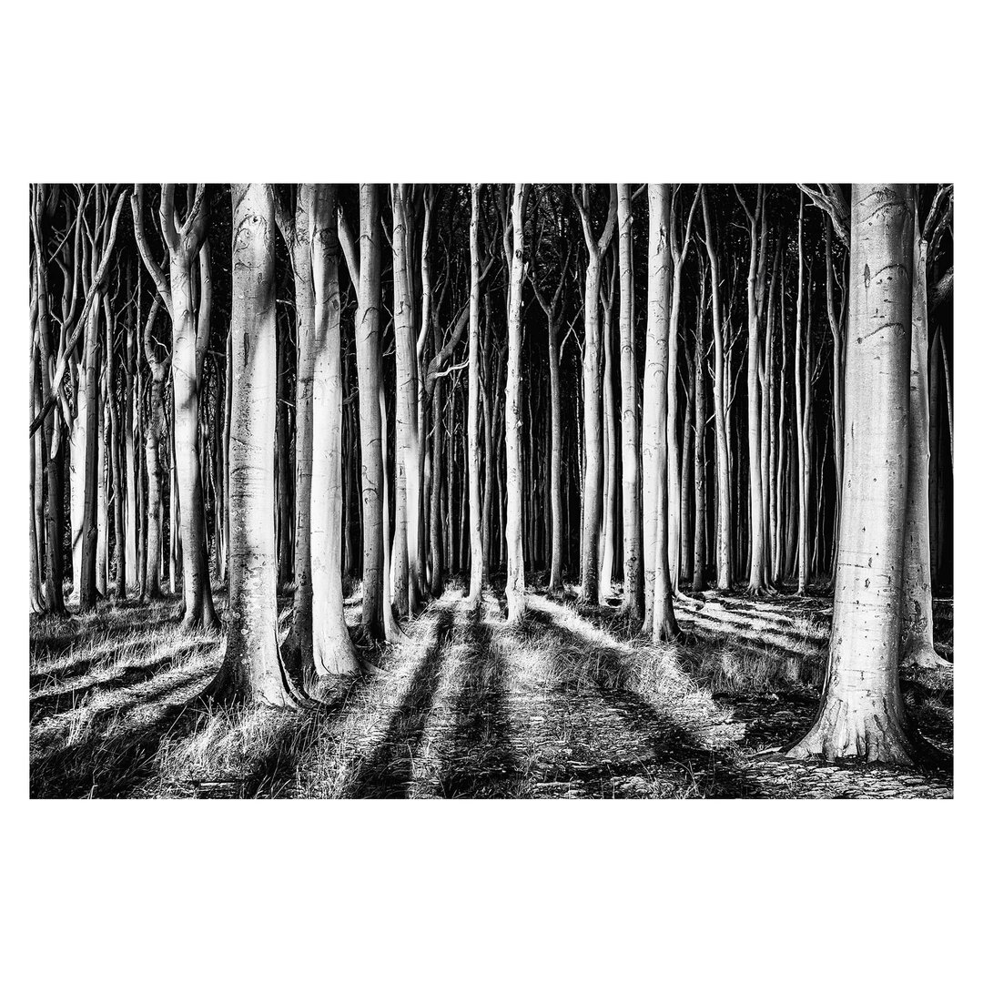 Matt Fototapete Geisterwald 2,9 m x 432 cm