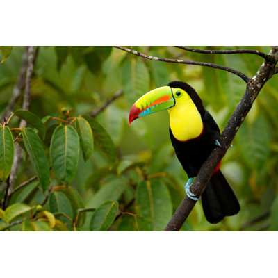 " TouCan Sitting "