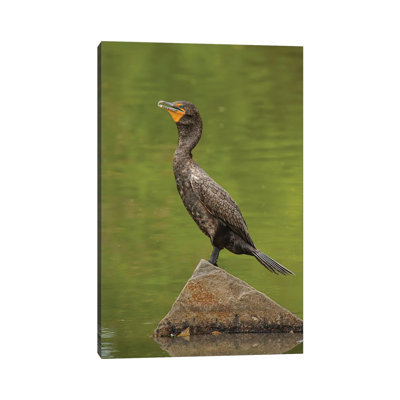 Sun Bathing Double-Crested Cormorant by Louis Ruth - Wrapped Canvas Print