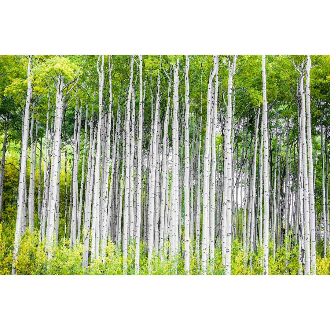 Rocky Mountain Autumn von Amygdala_imagery - Leinwand Kunstdrucke