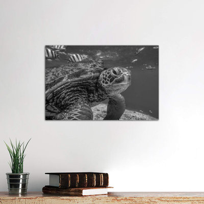 Green Sea Turtle, Balicasag Island, Philippines 1 Piece Wrapped Canvas Wall Art