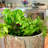 Fresh Herb Kitchen Garden Planter