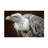 Bolog Thewesm Der Blick Canvas Art-109334606