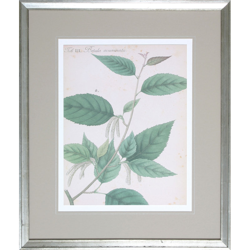Botanical I Print by Haslam