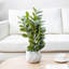 Artificial Plant