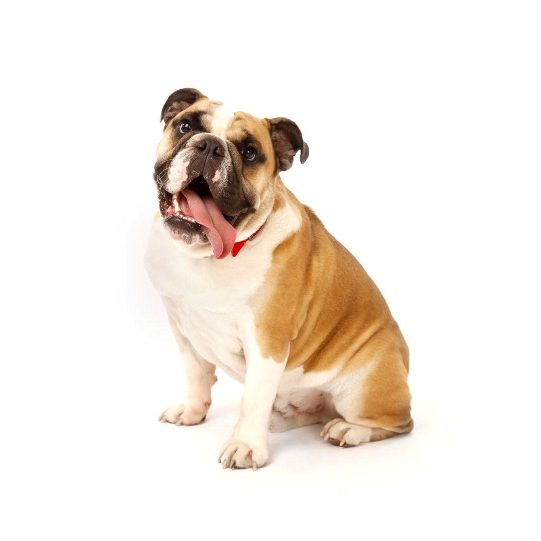 Bulldogge von Wibs24 - Drucken