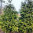 3 gal. Arborvitae Green Giant