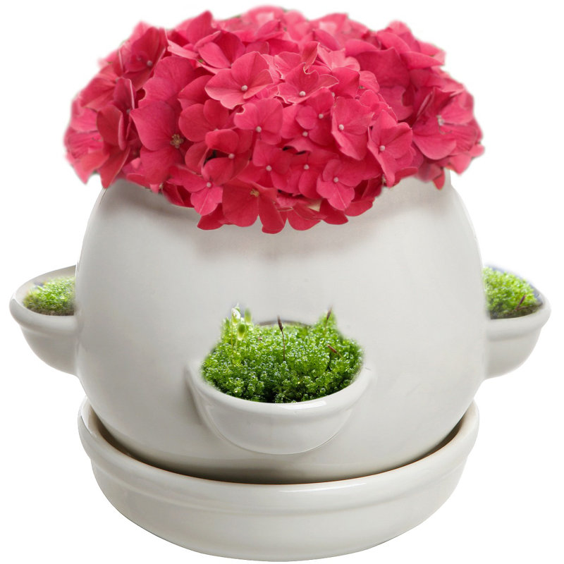 Ceramic Pot Planter