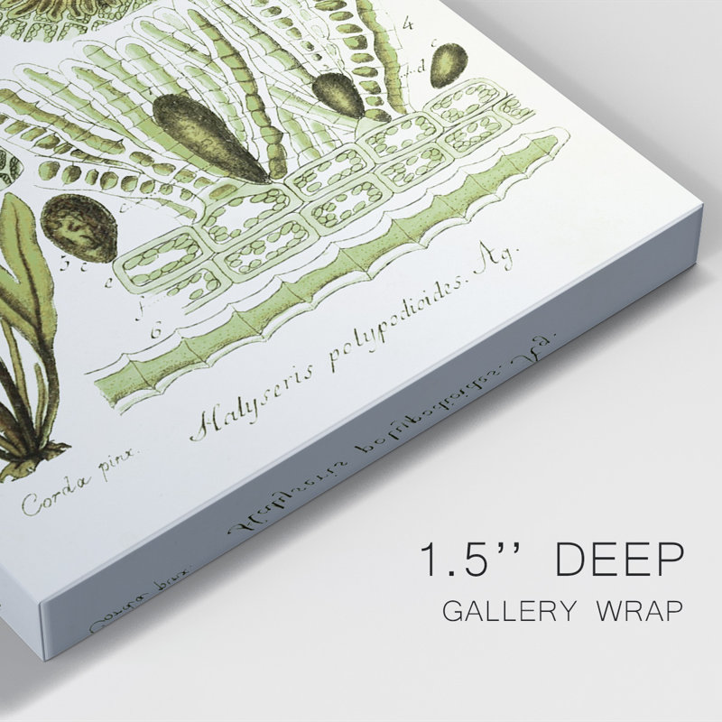 Seaweed Illustration V, reproduction sur toile tendue, L 8 po x H 12 po