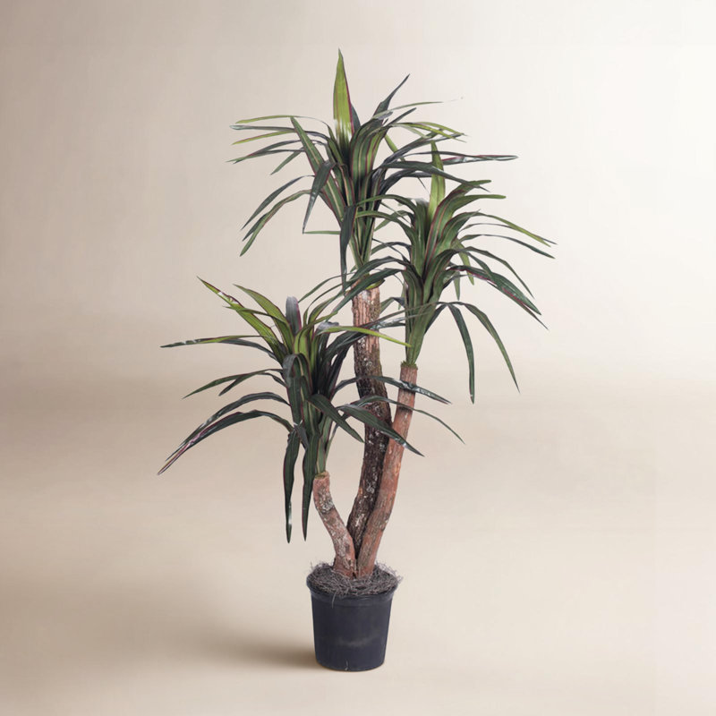 Pottershill marginata en pot