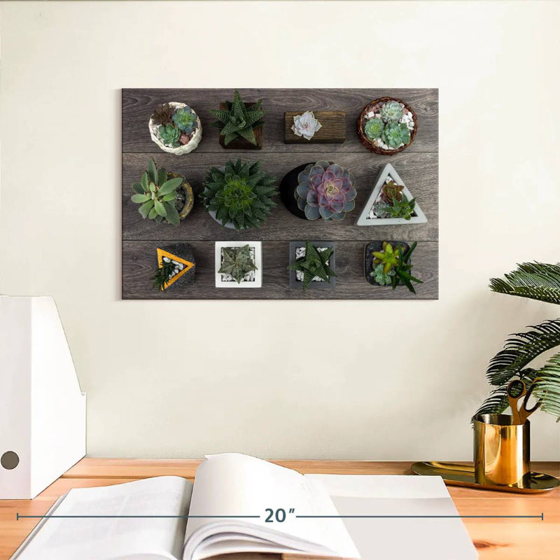 Harnek Assorted Succulents, 8" H x 12" W