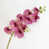 Fuchsia est en rupture de stock