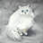 Chinchilla persian cat - 26"x26" Throw pillow cover - Poly twill - Print on demand-105456617-105456618