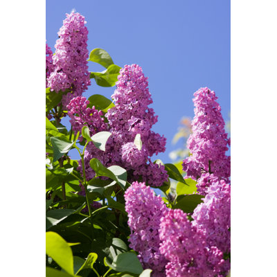 Lilas en fleurs par Argument - Photographie sur toile tendue