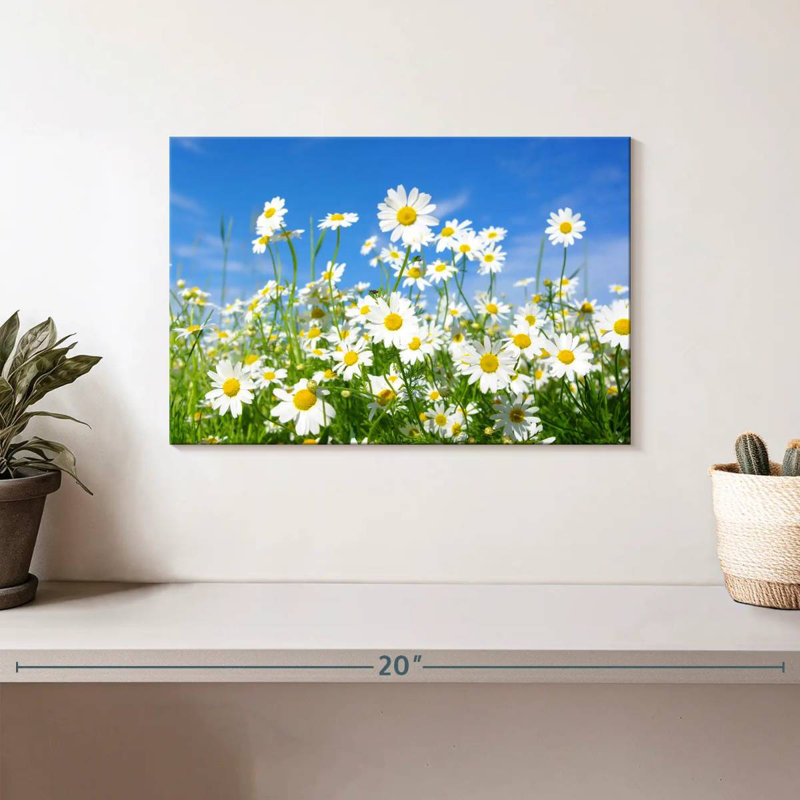 Alvord Daisies On A Sunny Day, H 8 po x l 12 po