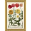 Weiman Ranunculous Giclee Print