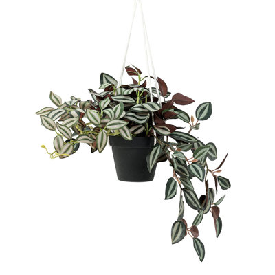 Plante artificielle suspendue feuille de vigne Ruscus
