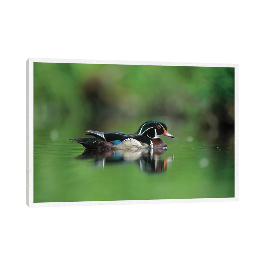 Wood Duck Male Portrait, British Columbia, Canada von Tim Fitzharris - Galerie-verpackte Leinwand Giclée auf Leinwand