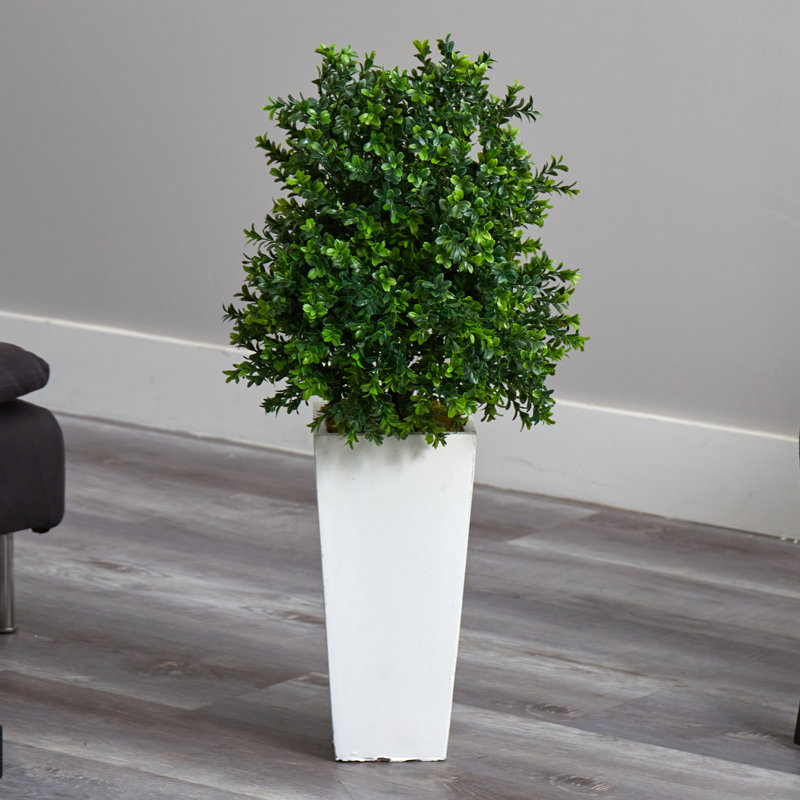 Sweet Grass Plant in White Planter